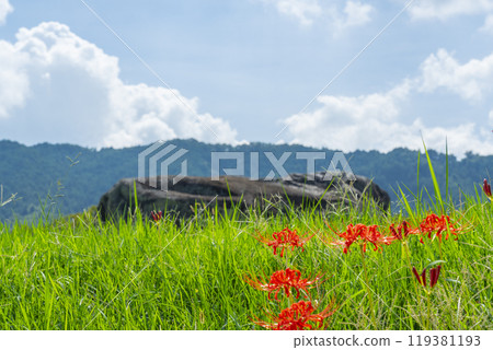 Ishibutai Tomb and red spider lilies shining against the clear blue autumn sky 119381193