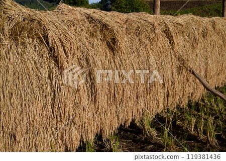 Dried rice in rice drying in the sun Dried rice in Mikawa, Hiwacho, Shobara city, Hiroshima prefecture 119381436