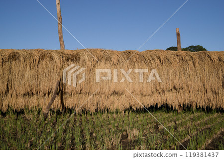 藍天和乾稻田，複製空間，陽光下的乾稻，廣島縣莊原市日和町三河內 119381437