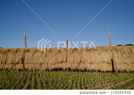 Drying rice field under blue sky Copy space Drying rice field Sun-dried rice Mikawauchi, Hiwa-cho, Shobara City, Hiroshima Prefecture 119381438