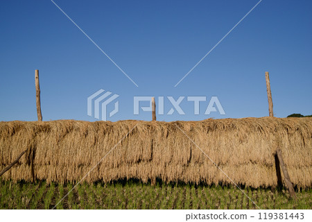 Drying rice field under blue sky Copy space Drying rice field Sun-dried rice Mikawauchi, Hiwa-cho, Shobara City, Hiroshima Prefecture 119381443