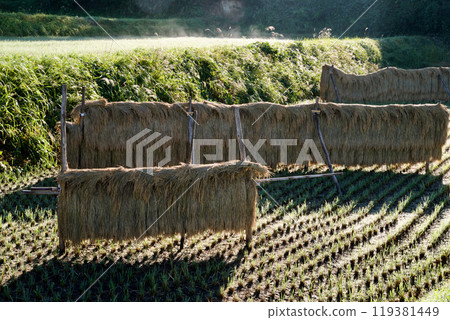 Drying rice fields, Drying rice, Sun-dried rice, Mikawauchi, Hiwacho, Shobara City, Hiroshima Prefecture Drying rice fields, Drying rice, Sun-dried rice, Mikawauchi, Hiwacho, Shobara City, Hiroshima Prefecture 119381449
