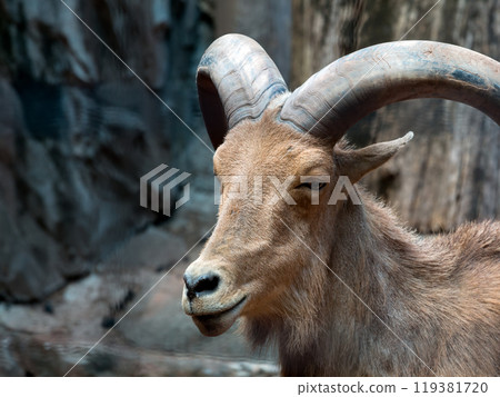 Close-up of one goat with large, curved horns, standing against rocky background Close-up of one goat with large, curved horns, standing against rocky background 119381720