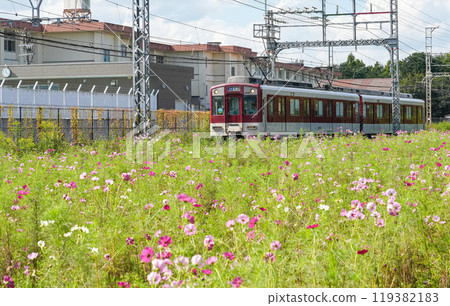 Kintetsu train and autumn cherry blossoms 119382183
