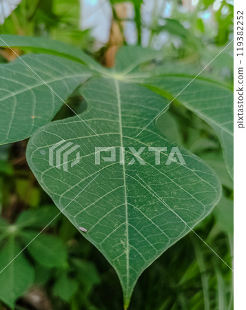 Nature leaves, green tropical forest, backgound illustration concept 119382252