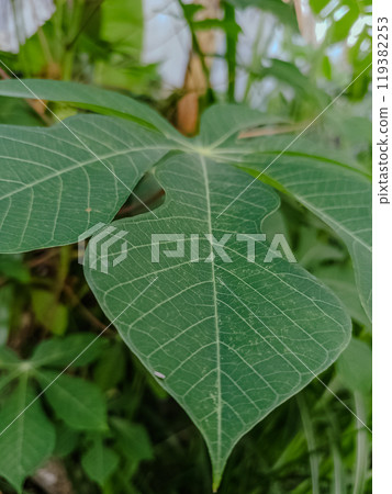 Nature leaves, green tropical forest, backgound illustration concept 119382253