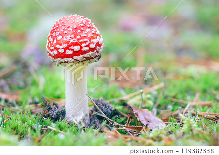 Young Amanita Muscaria, Known as the Fly Agaric or Fly Amanita 119382338