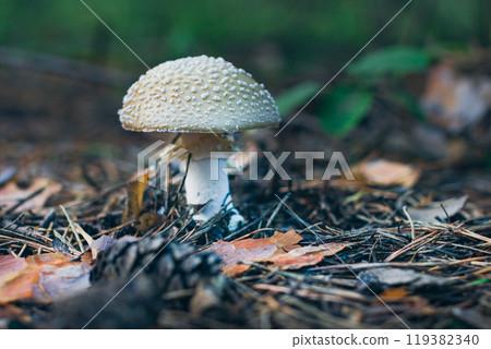 Amanita Pantherina, Known as the Panther Cap, False Blusher and Panther Amanita 119382340