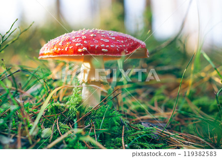 Mature Amanita Muscaria, Known as the Fly Agaric or Fly Amanita Mature Amanita Muscaria, Known as the Fly Agaric or Fly Amanita 119382583