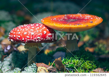 Mature Amanita Muscaria, Known as the Fly Agaric or Fly Amanita 119382645