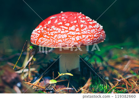 Mature Amanita Muscaria, Known as the Fly Agaric or Fly Amanita Mature Amanita Muscaria, Known as the Fly Agaric or Fly Amanita 119382660