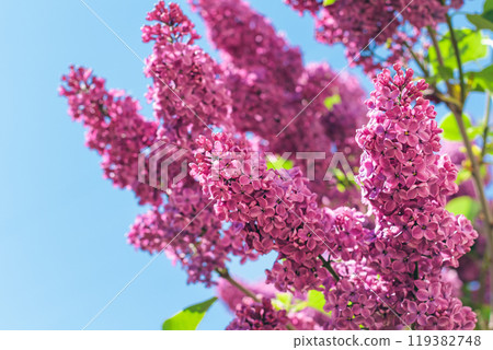 Lilac Branch Blooms in Spring at Daytime - Close-Up Lilac Branch Blooms in Spring at Daytime - Close-Up 119382748