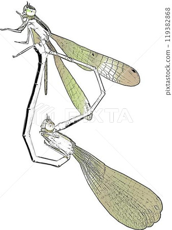 Asian Damselfly Link 119382868