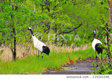 Parent and child of Dansha cranes 119383396