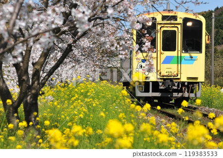 Heisei Chikuho Railway surrounded by cherry blossoms and rape blossoms Heisei Chikuho Railway surrounded by cherry blossoms and rape blossoms 119383533