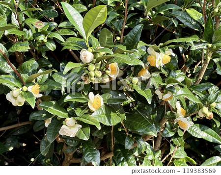 茶園裡的茶花 119383569