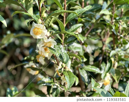 Tea flowers bathed in sunlight 119383581