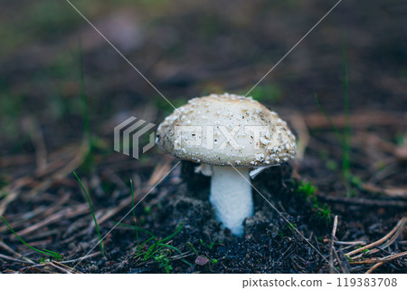 Amanita Pantherina, Known as the Panther Cap, False Blusher and Panther Amanita Amanita Pantherina, Known as the Panther Cap, False Blusher and Panther Amanita 119383708