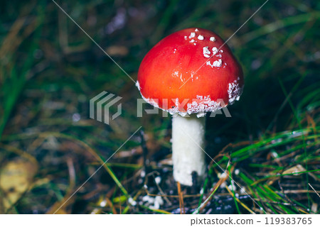 Young Amanita Muscaria, Known as the Fly Agaric or Fly Amanita Young Amanita Muscaria, Known as the Fly Agaric or Fly Amanita 119383765