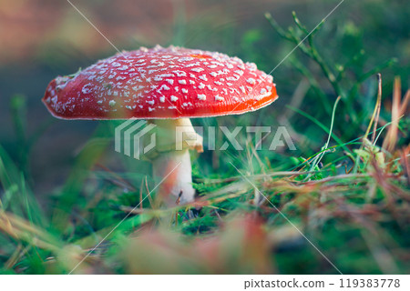 Mature Amanita Muscaria, Known as the Fly Agaric or Fly Amanita Mature Amanita Muscaria, Known as the Fly Agaric or Fly Amanita 119383778