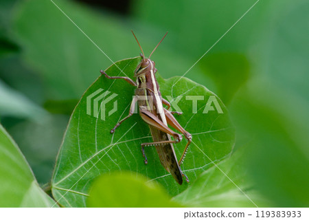 Grasshopper larvae resting on a leaf Grasshopper larvae resting on a leaf 119383933