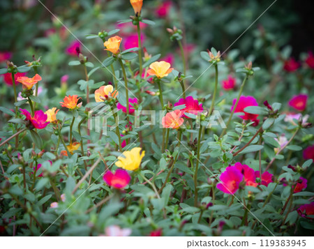 Cute flower 119383945