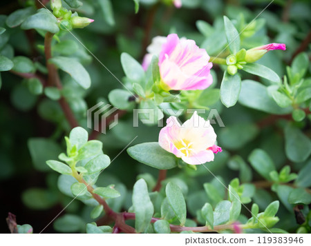 Small flowers 119383946