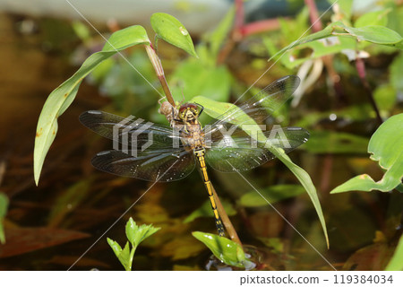 蜻蜓羽化後立即 119384034