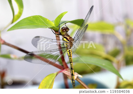 蜻蜓羽化後立即 119384036
