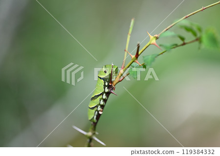 The larvae of the swallowtail butterfly (common swallowtail butterfly) eating the leaves of Japanese pepper 119384332