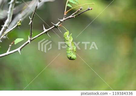 The larvae of the swallowtail butterfly (common swallowtail butterfly) eating the leaves of Japanese pepper The larvae of the swallowtail butterfly (common swallowtail butterfly) eating the leaves of Japanese pepper 119384336