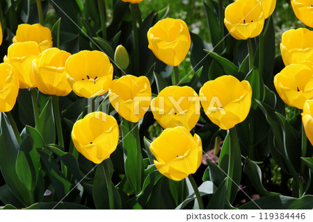 Tulip flower Tulip flower 119384446