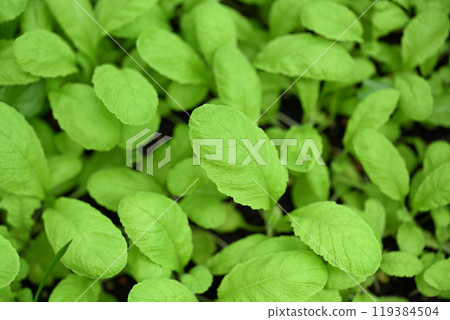 培育幼葉（嫩葉） 119384504