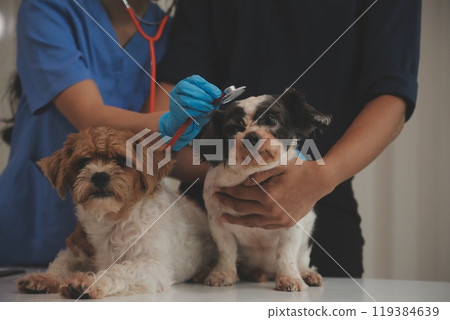 At a modern veterinary clinic, a Panshi Tzu puppy sits on an examination table. Meanwhile, a female veterinarian At a modern veterinary clinic, a Panshi Tzu puppy sits on an examination table. Meanwhile, a female veterinarian 119384639