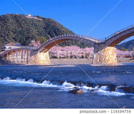 Kintai Bridge with cherry blossoms in bloom, Iwakuni Castle in the background / One of Japan's 100 famous castles / Yokoyama, Iwakuni City, Yamaguchi Prefecture 119384759