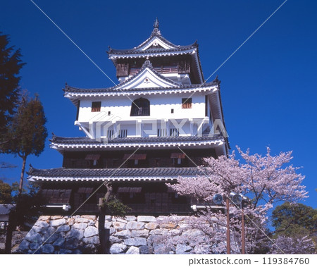 Cherry blossoms bloom at Iwakuni Castle / One of Japan's 100 famous castles / Yokoyama, Iwakuni City, Yamaguchi Prefecture Cherry blossoms bloom at Iwakuni Castle / One of Japan's 100 famous castles / Yokoyama, Iwakuni City, Yamaguchi Prefecture 119384760