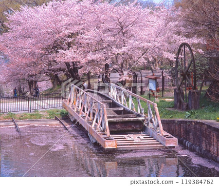山科運河沿岸的櫻花樹/日本遺產（琵琶湖運河）/京都府京都市東山區 119384762