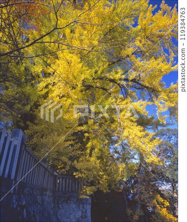 葛城人壽神社的大銀杏（又稱牛奶銀杏）/推測樹齡1,200年/奈良縣禦所市 119384763