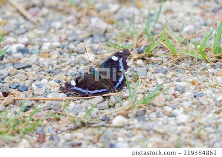 蛺蝶科 Luritateha 展開翅膀♂ 119384861