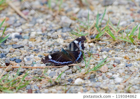 蛺蝶科 Luritateha 展開翅膀♂ 蛺蝶科 Luritateha 展開翅膀♂ 119384862