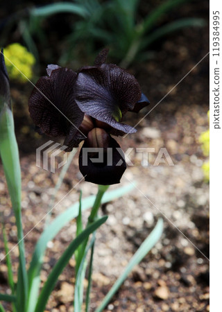 Black iris Black iris 119384995