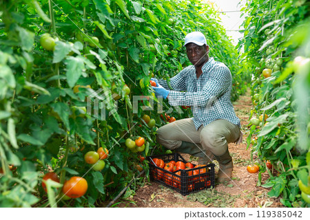 Skilled male farmer harvesting tomatoes in greenhouse 119385042