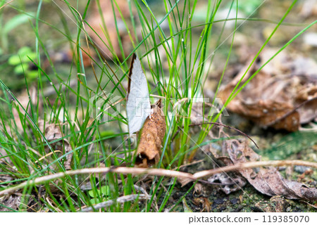 A wintering butterfly, Kauraginshijimi (male), resting on dead leaves 119385070