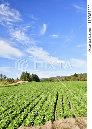 拍攝北海道乙部町秋天碩果累累的山牛蒡田的景色 119385335