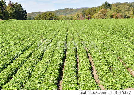 拍攝北海道乙部町秋天碩果累累的山牛蒡田的景色 119385337