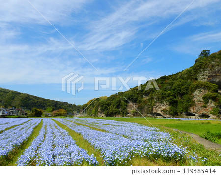 Popular tourist spots Yabakei Aonodomon and Nemophila fields in Oita Prefecture Popular tourist spots Yabakei Aonodomon and Nemophila fields in Oita Prefecture 119385414