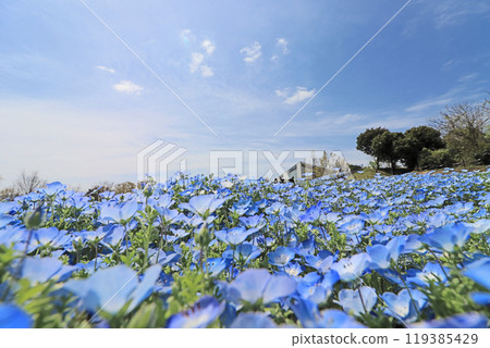 The nemophila fields at Kururu Park in Kitsuki City, Oita Prefecture, where flowers bloom with every season The nemophila fields at Kururu Park in Kitsuki City, Oita Prefecture, where flowers bloom with every season 119385429