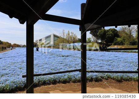 The nemophila fields at Kururu Park in Kitsuki City, Oita Prefecture, where flowers bloom with every season 119385430