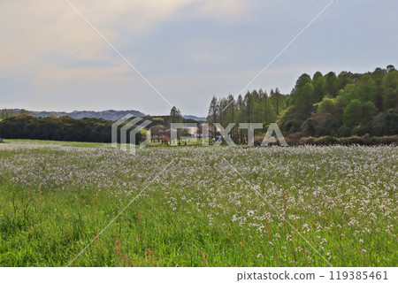 Metase Forest from the grassland where wild radishes grow in clusters in Chikujo Town, Fukuoka Prefecture 119385461