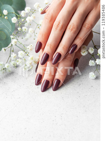 Elegant manicure with deep burgundy nails surrounded by delicate white flowers on a soft surface Elegant manicure with deep burgundy nails surrounded by delicate white flowers on a soft surface 119385486